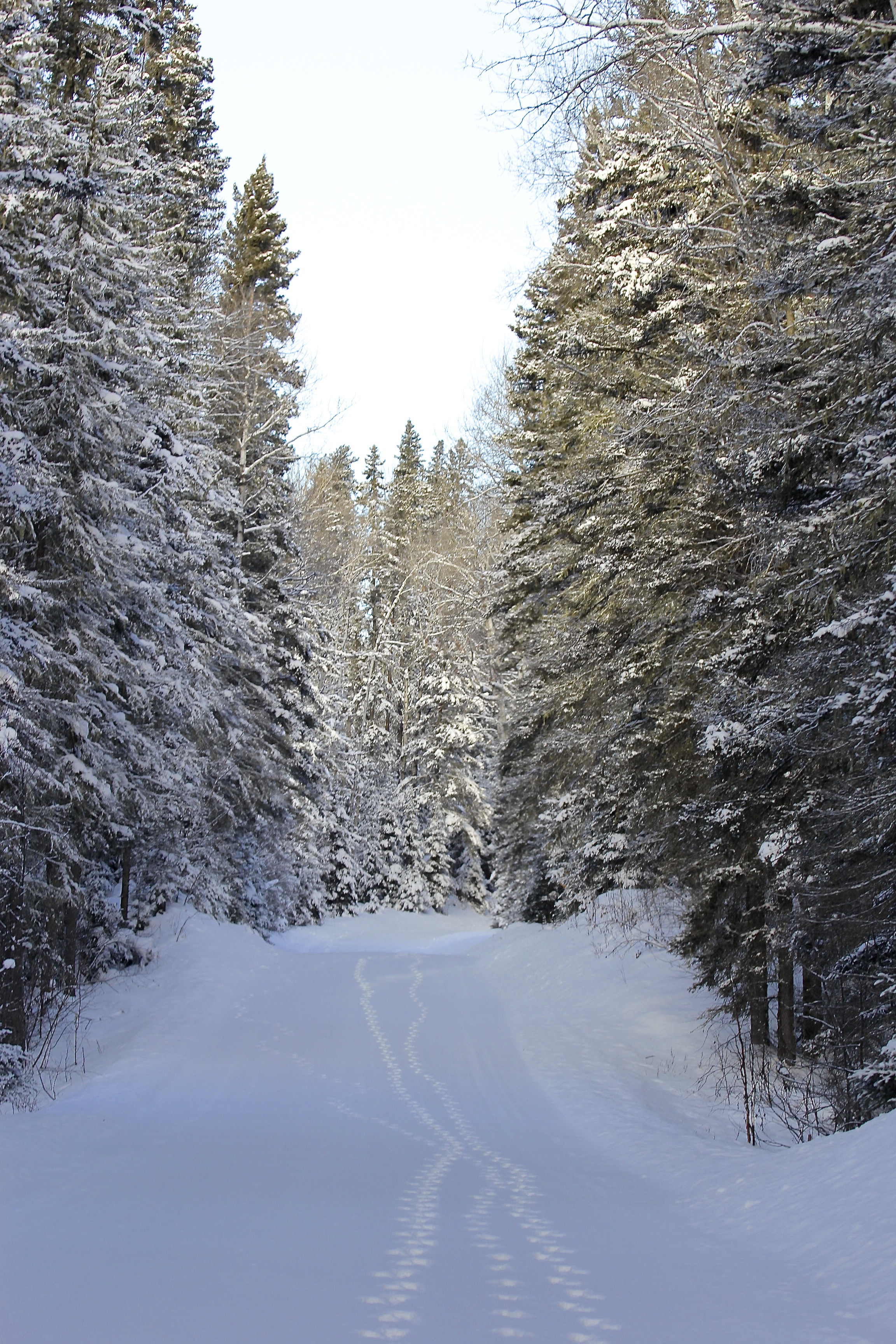 Wolf tracks in PANP
