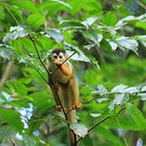 Eye to eye with a squirrel monkey. 😘🐒 I've been writing about Costa Rica again this week. With each photo I look back at, I can hardly believe the incredible wildlife I was able to see. It's certainly a destination (especially within the Osa Peninsula on the country's Southwestern coast) that I will return and a must visit for wildlife or bird lovers.