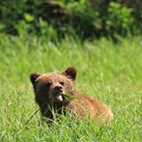 If any of you are wondering how the Great Bear Rainforest was, let me share that it was BEARY 🐻 special! I'd even say magical. .............
May I introduce you to a bear the fine folks at  @greatbearlodge have come to recognize as Diablita (or "little devil"). ...........
📸 taken by moi.