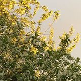 Last night the light in the city just prior to the storm was incredible. All the tree tops in the neighborhood glowed.