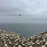 55,000 mating pairs of northern gannet call Île-Bonaventure-et-du-Rocher-Percé National Park home during the months of May through October! It’s the biggest colony in North America and the most accessible in the world.