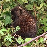 These adorable little creatures (Porc-épic in French) are all over Forillon National Park. During a hike to Cap Gaspé, we saw two of them at very close range. As long as you are quiet and still, they can be observed quite close-up. Yep, this is an iPhone image. 😉 #porcupine