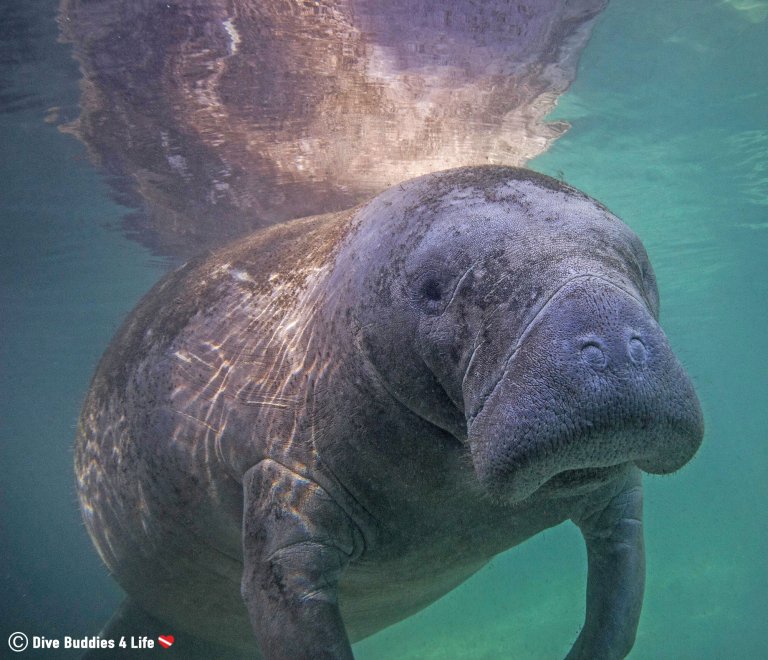 Dive Buddies 4 Life - Crystal River Manatee Dive Buddies 4 Life - Crystal River Manatee