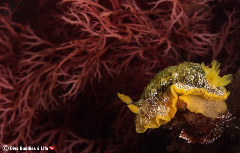 Dive Buddies 4 Life - Nudibranch Dive Buddies 4 Life - Nudibranch