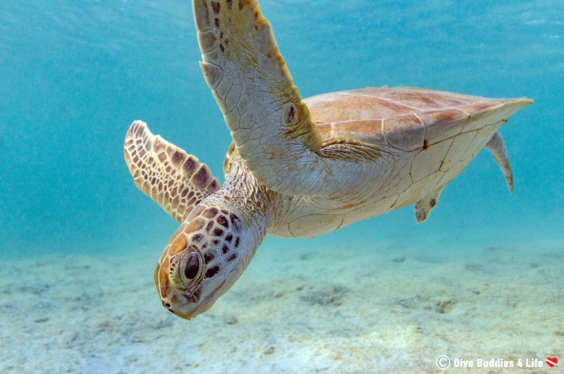 Dive Buddies 4 Life - Swimming Sea Turtle in Bonaire Dive Buddies 4 Life - Swimming Sea Turtle in Bonaire