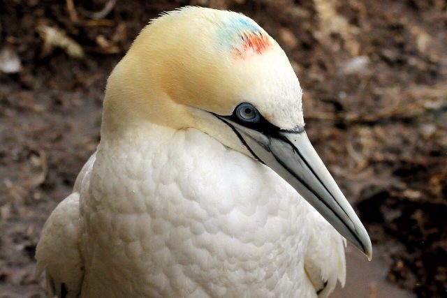 Northern gannet Jenn Smith Nelson