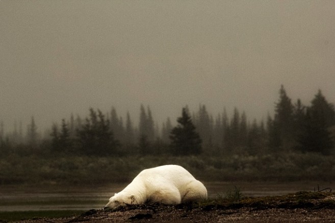 Polar bear nanuk lodge, churchill wildlife, jenn smith nelson
