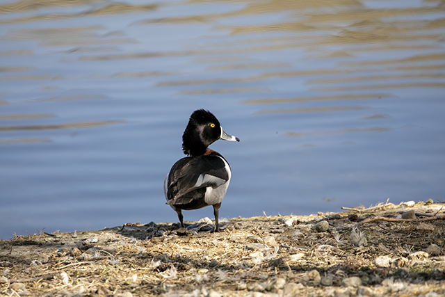 Ring-neck Duck Jenn Smith Nelson